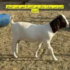 تيس بورقت بيور