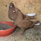 جوز نوري منتج