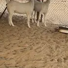 جفار بيشيه(تم البيع)