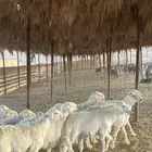 طليان حري ذبائح جادعان