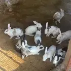 أرانب للبيع العدد 24( 2 ذكور و 22 أنثى )