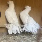 للبيع حمام رقاص الخرج