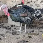 ديوك ( رومي )