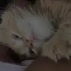 قطه للبيع شيرازي بيور تحب تلعب وحبوبه مره العمر شهر و50 يوم