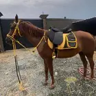 فرس شعبيه تحتها مهره