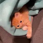 قط شيرازي جميل جدااا للبيع وليس تبني