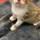 بزونات صغيره مع امهم سكوتش ستريت و ابوهم بلدي