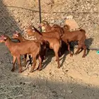 تيوس وعناق للبيع