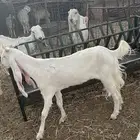عنز مشروكه للبيع