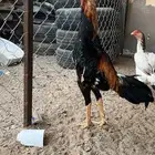 طقم شامو ياباني اوسكا