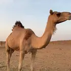 ناقه للبيع للتواصل