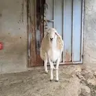 خروف فحل حري صنف