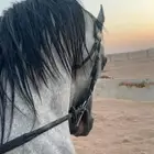 حصان واهو ورق جاهز للنقل