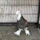 للبيع حمام