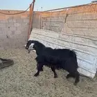 فحل عارضي