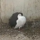 حمام هزازي و كنق