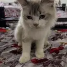القط قوجو