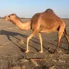 للبيع