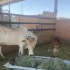 بقره ناتج