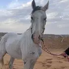 مطلوب سايس خيل يعرف يركب و ينتبه للخيل