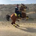 حصان طرب وشيخ