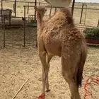 بكرة