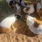 وبريات شرط انتاج وصحه تفريد وجمله