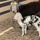 نجديه رغوث