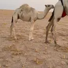 قعدان قصب العدد سته
