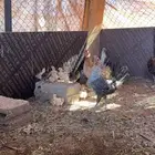 دجاج مع فروخه