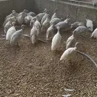 حبشي دجاج رومي بط قطا حجل فزنت