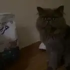 قط للتبني