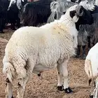 فحل نعيمي فخل نجدي مشروك حري