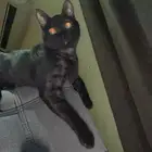 قط ذكر لتبني