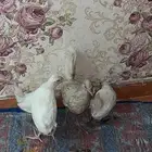 جوز حباحب