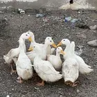بط بكيني