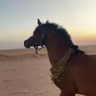 مهر كفو ولد الكساندر