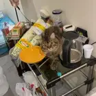 قط تزاوج شرازي