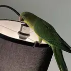 عصفور درة هندي