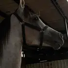 خيل شعبي