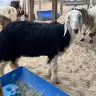 رخل نجديه