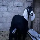 عنز معها جفره