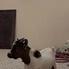 تيس قزم قزومي