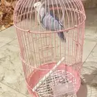 طير روز للبيع