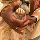 طلي فحل ماشاءالله