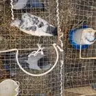 حمام وفري للبيع