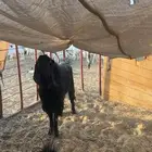 تيس فحل مشروط
