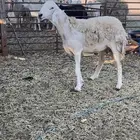 حريه صنف الصنف