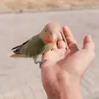 طير روز اليف تم البيع