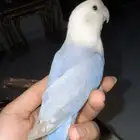 للبيع ببغاء الروز